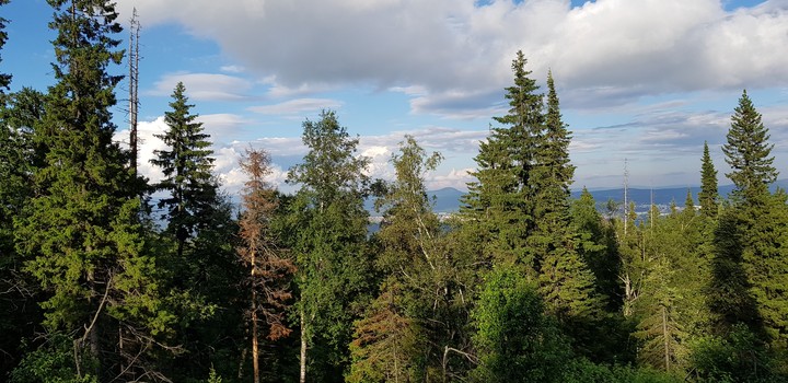forest