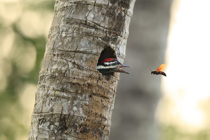 The B's - Bird and Bee