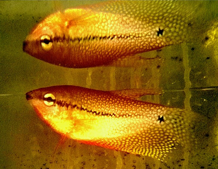 fish