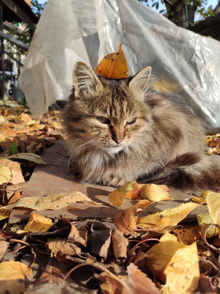 autumn