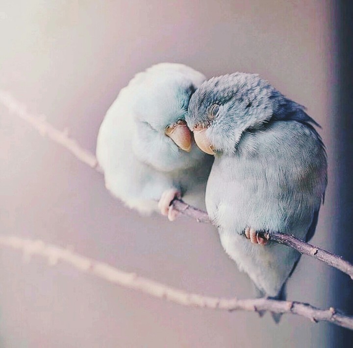 parrot