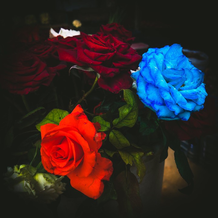 Rose-the dark beauties