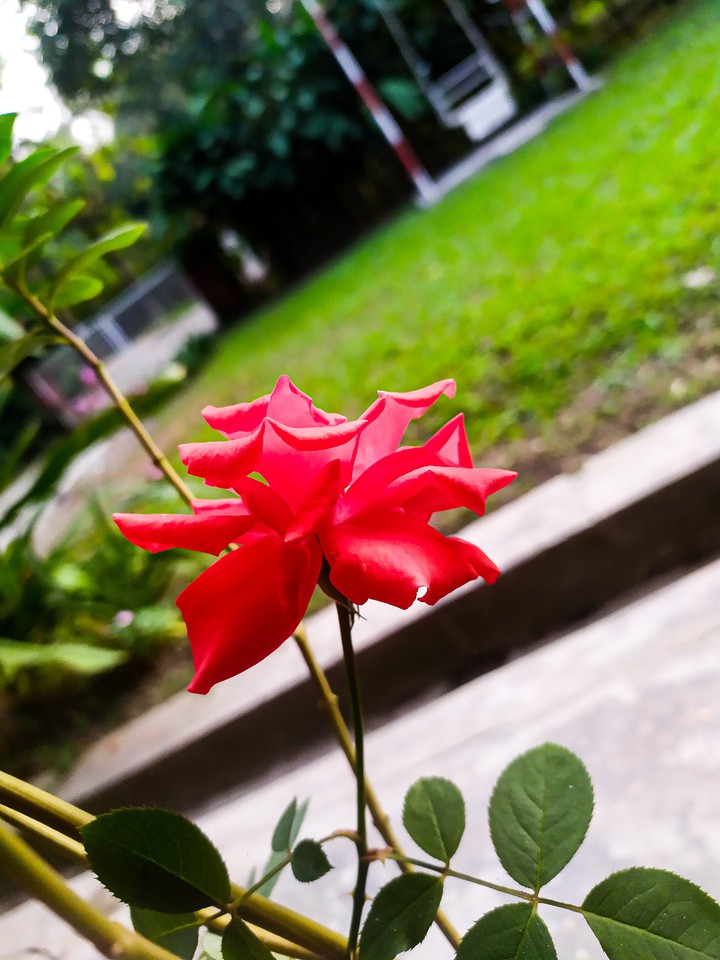 Rose ?