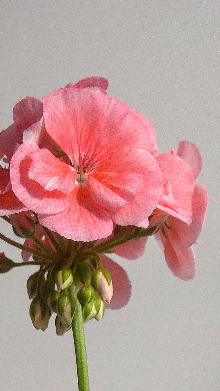 Springflower