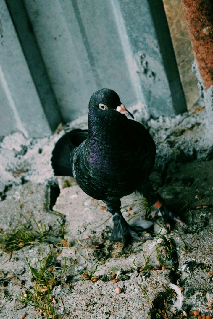 pigeon