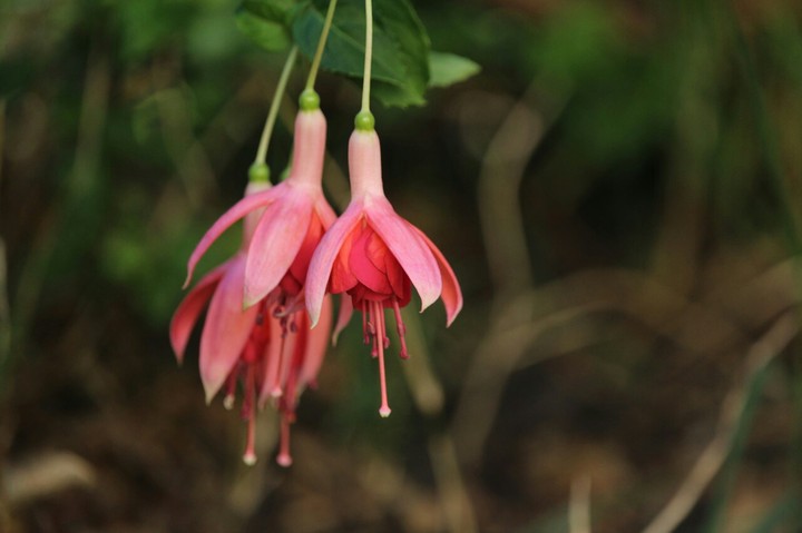 Fuchsia