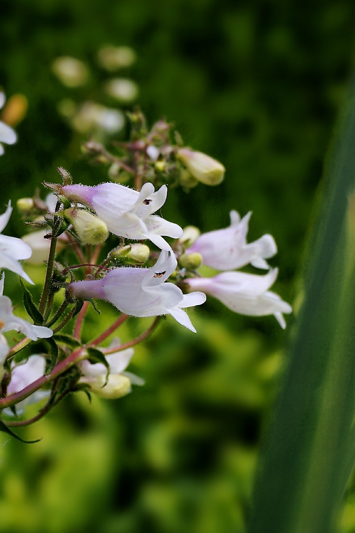 Penstemon digitalis❤