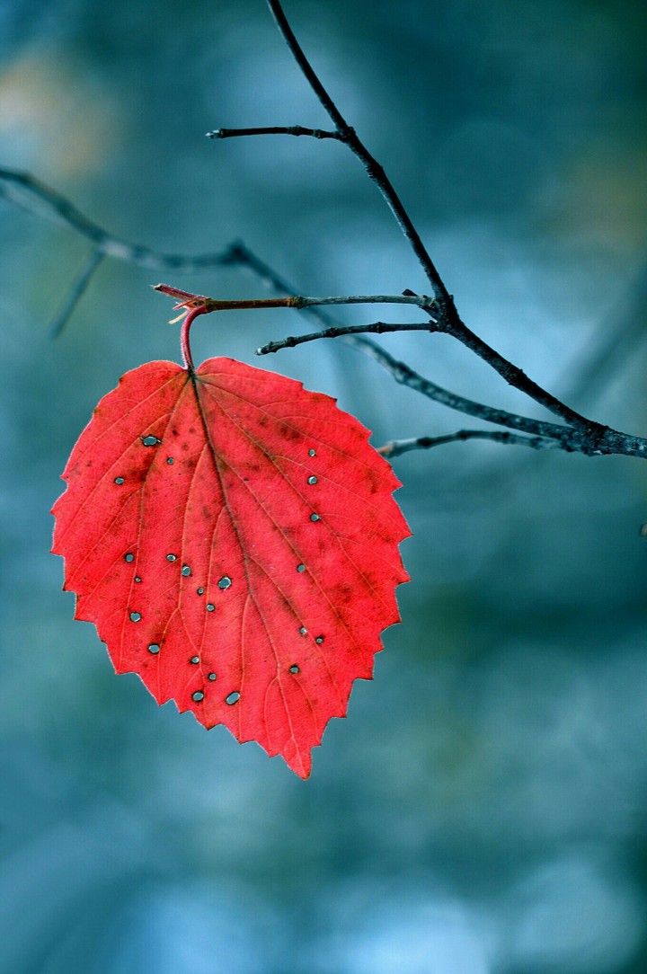 red leaf