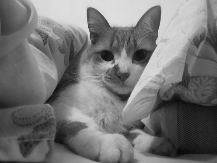 zari cat