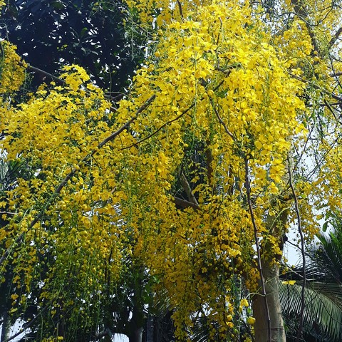 Yellow flower