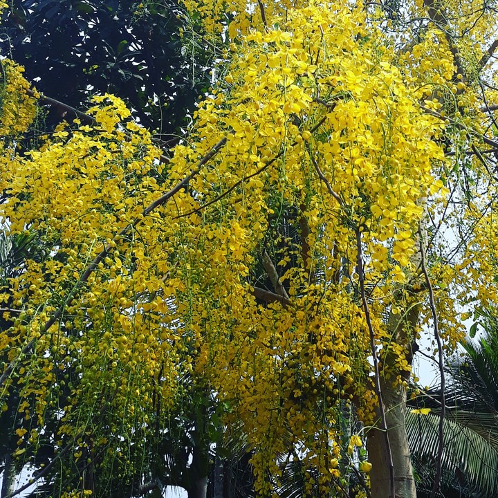 Yellow flower