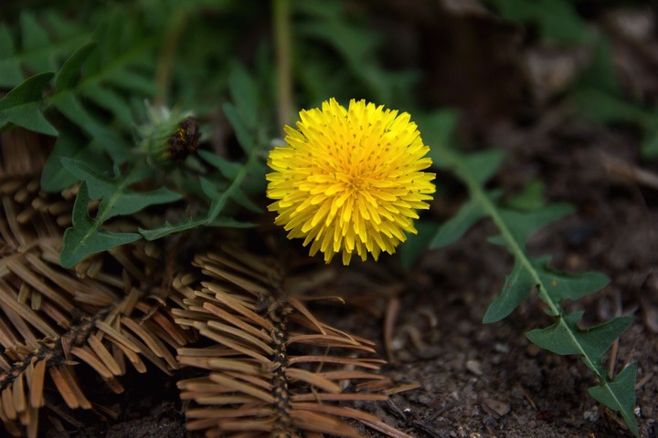 blowball