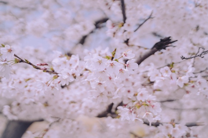 cherry blossoms