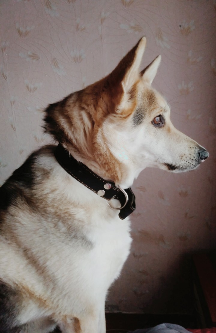 dog