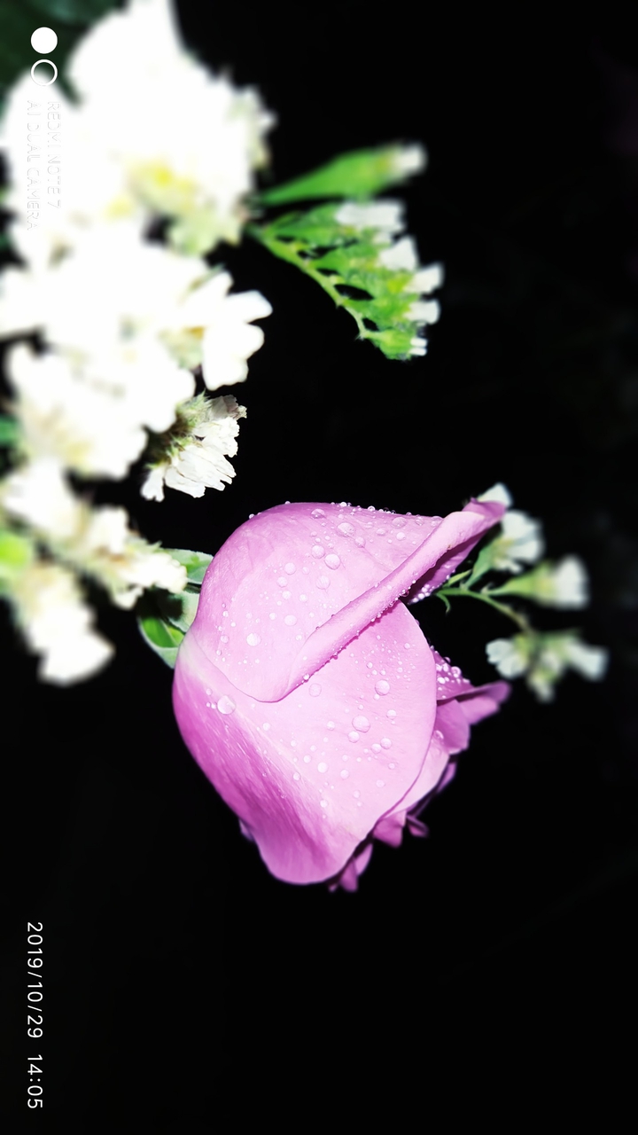 rose