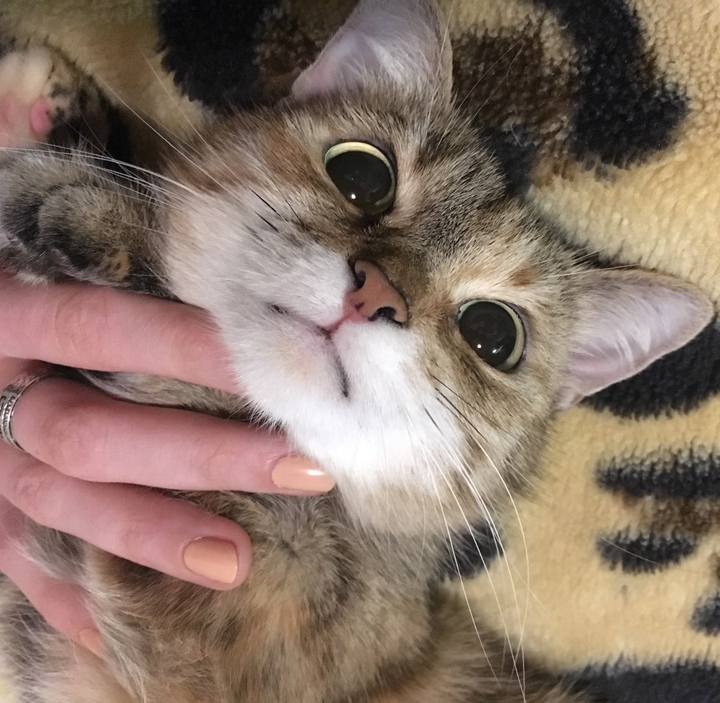 my cat. cat. animal