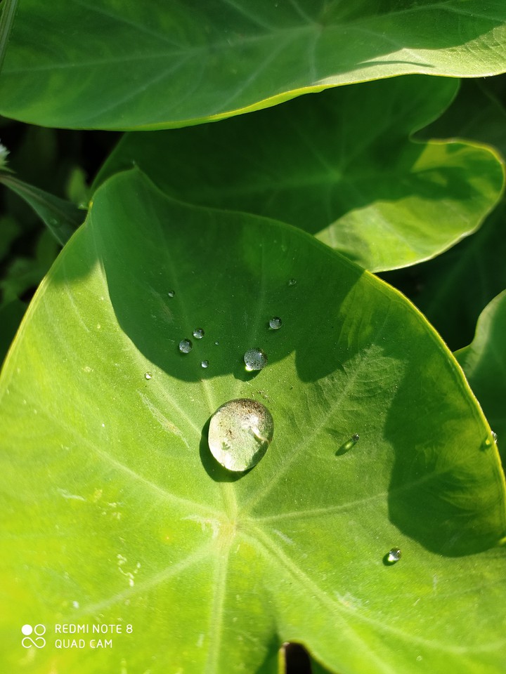 Leaf and Drop