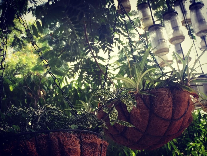 Garden view