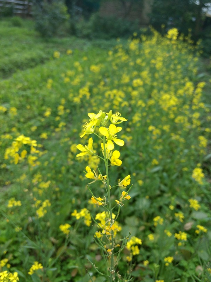 mustard greens