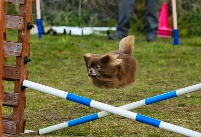 Dog ?