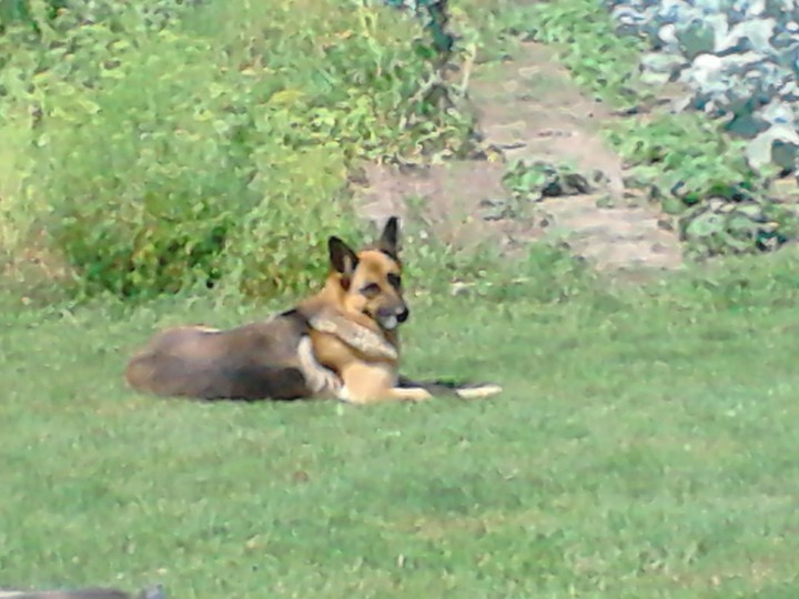 A dog