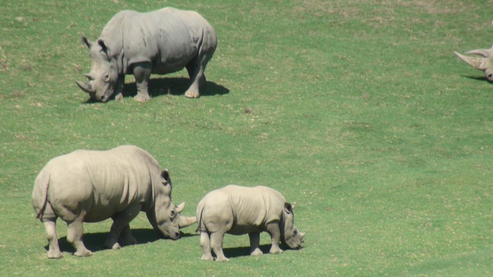 San Diego Safari Zoo