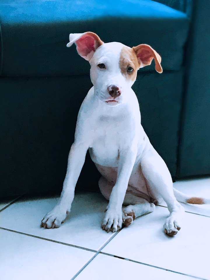 pipoca  
