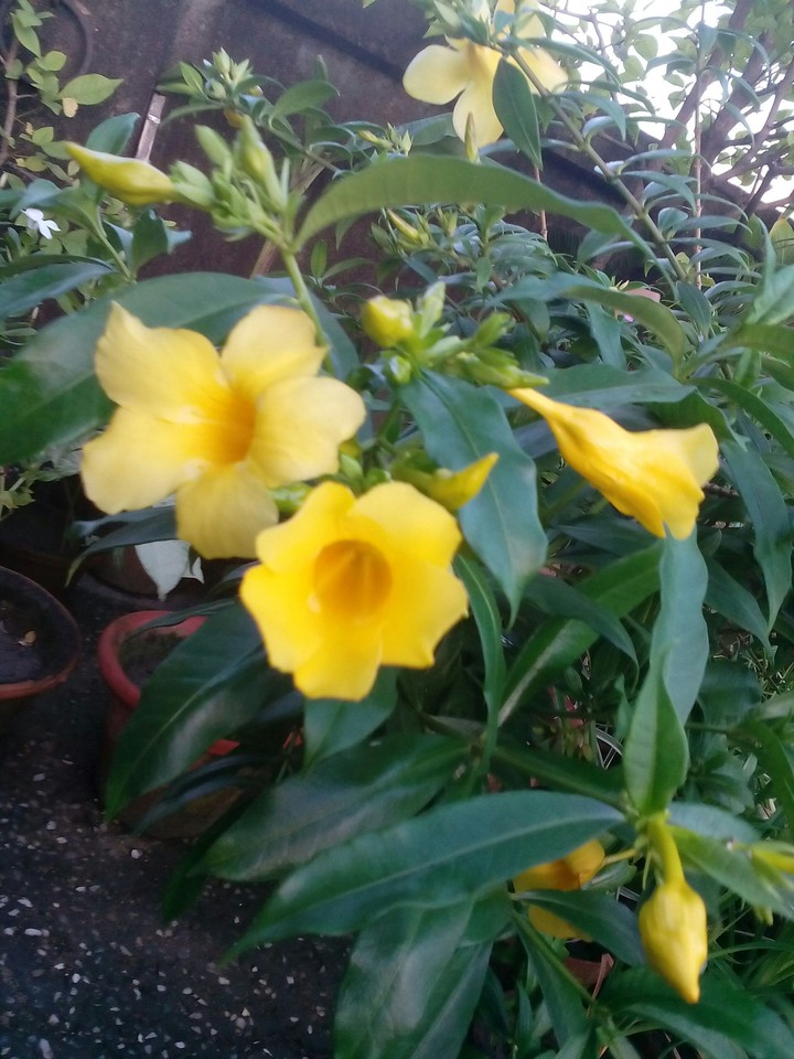 Flower