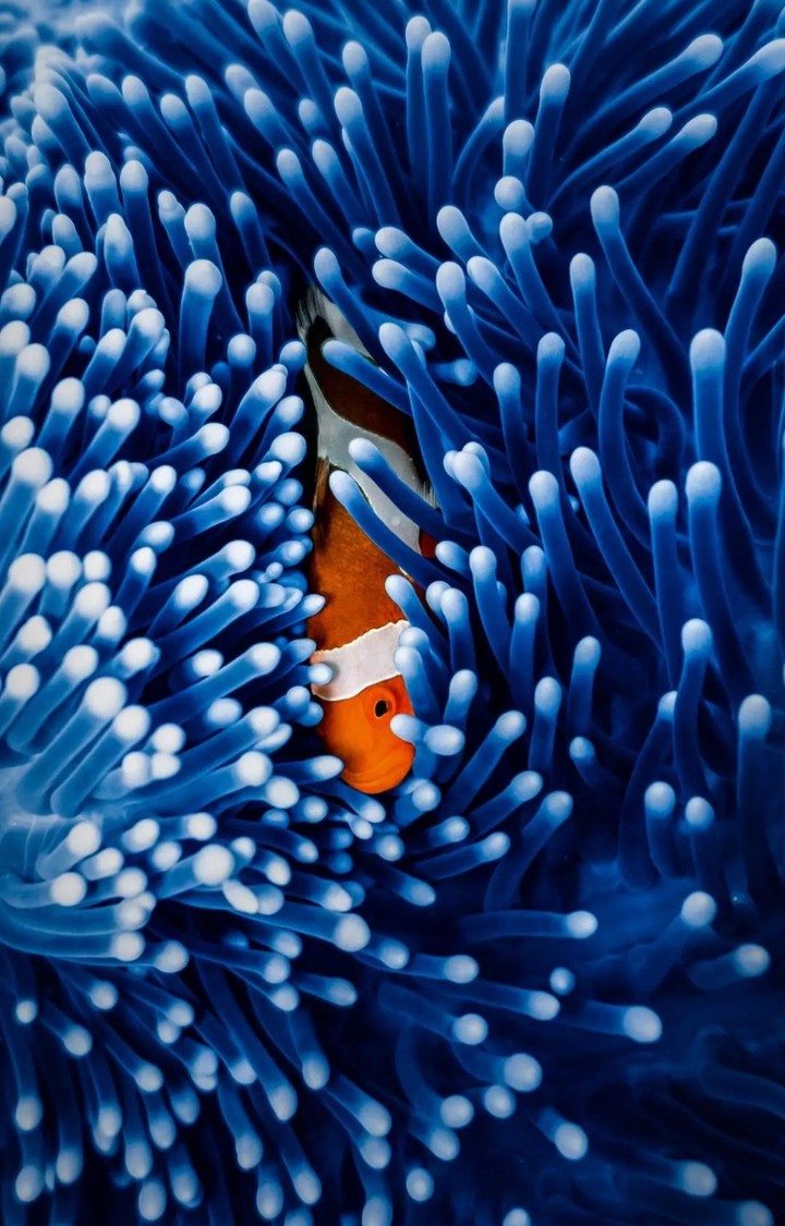 Reef life
