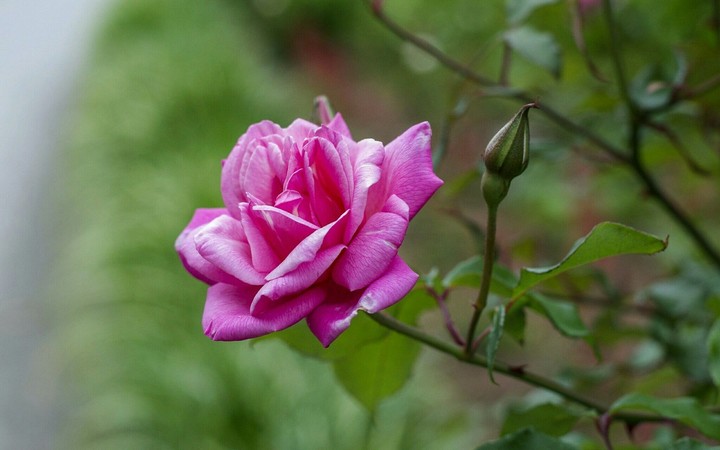 rose