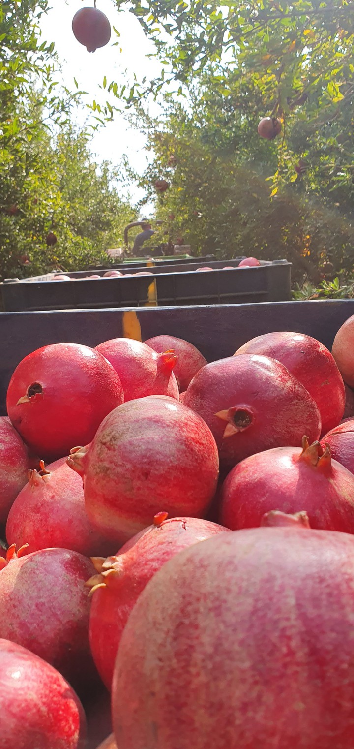 pomegranate