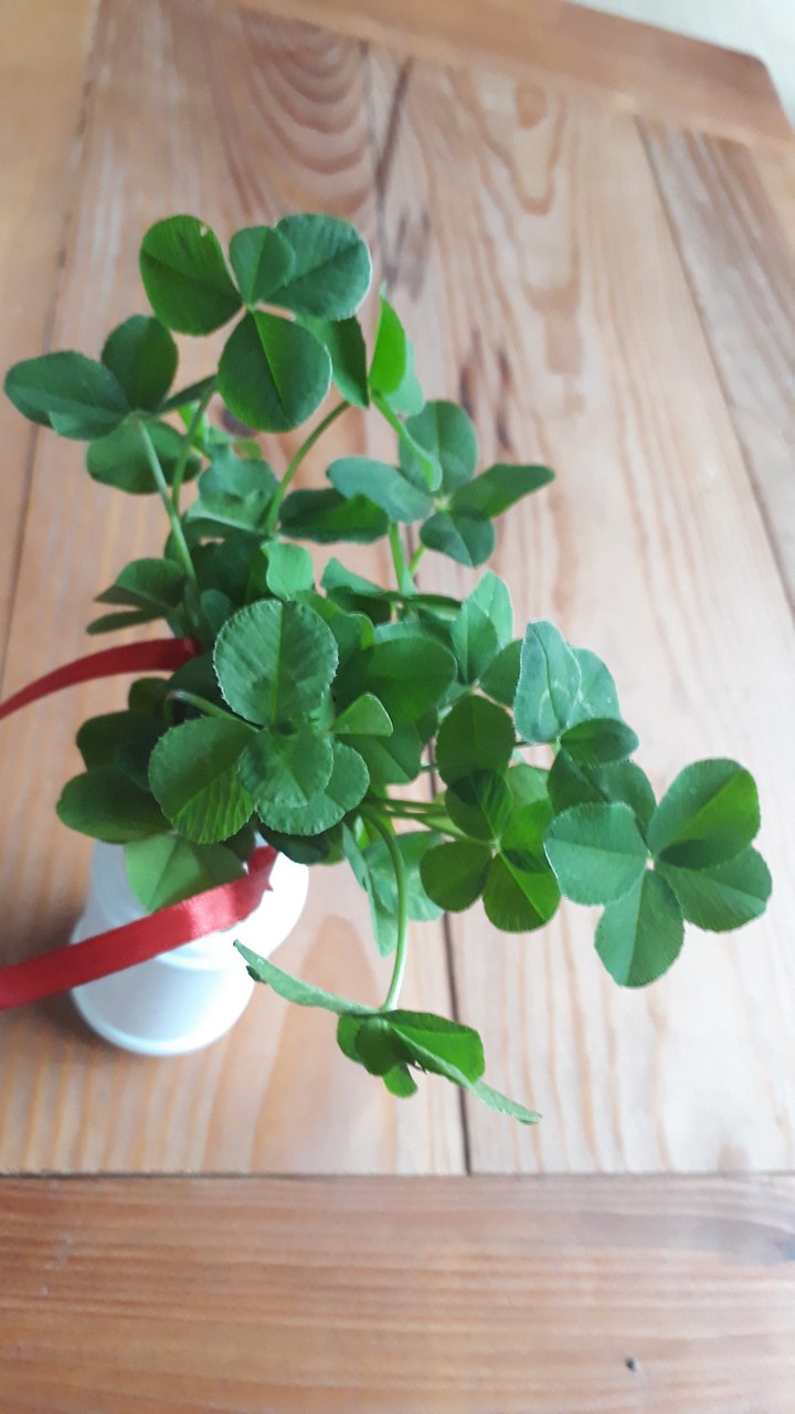 good luck to you. 4 leaves clover even 5 leaves !!