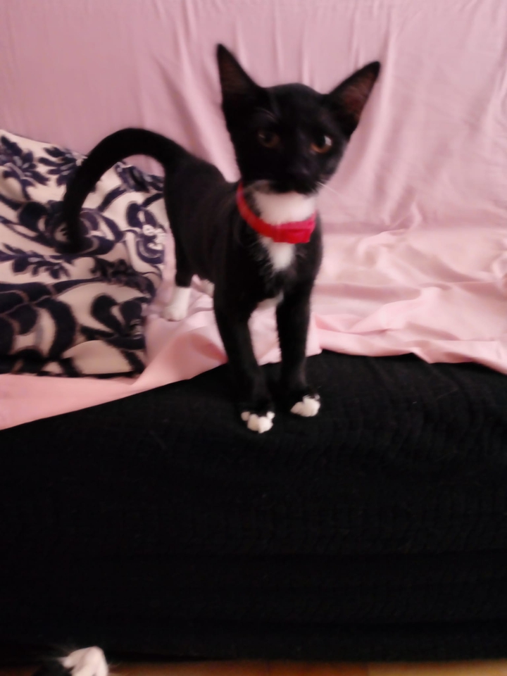 Phanty
