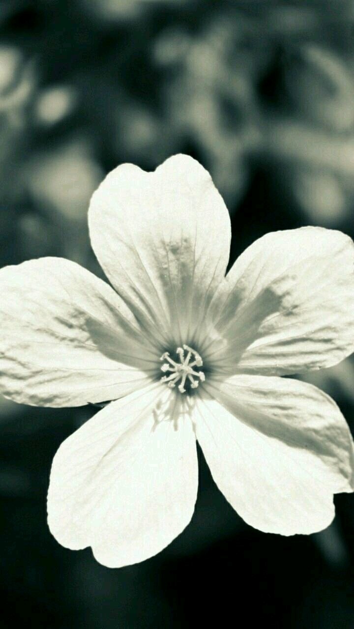 Beautiful Flower