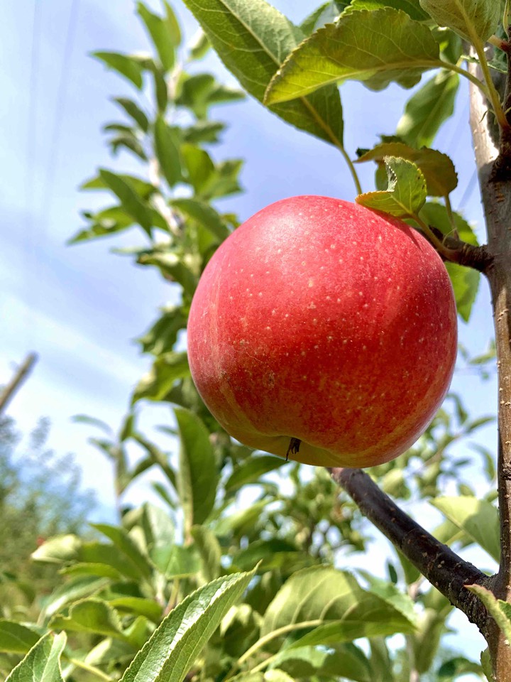 Sweet apple, please..