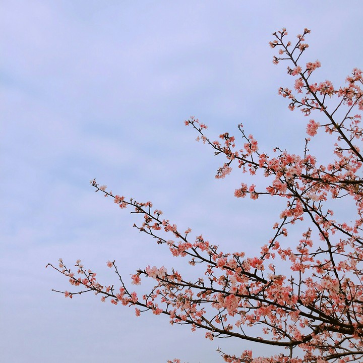 櫻花