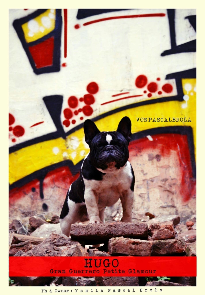 French Bulldog