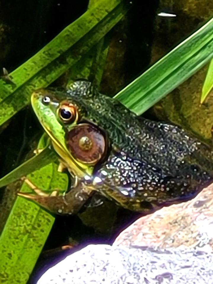 frog