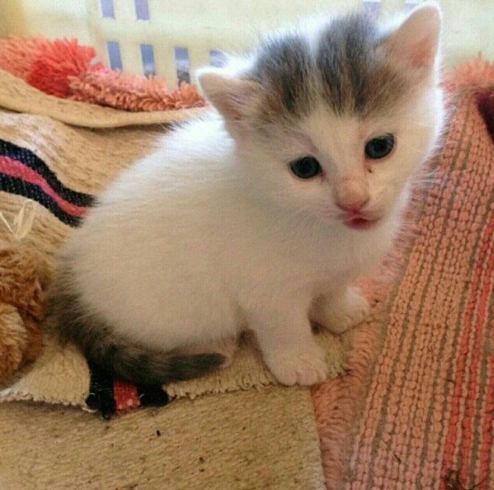 cat