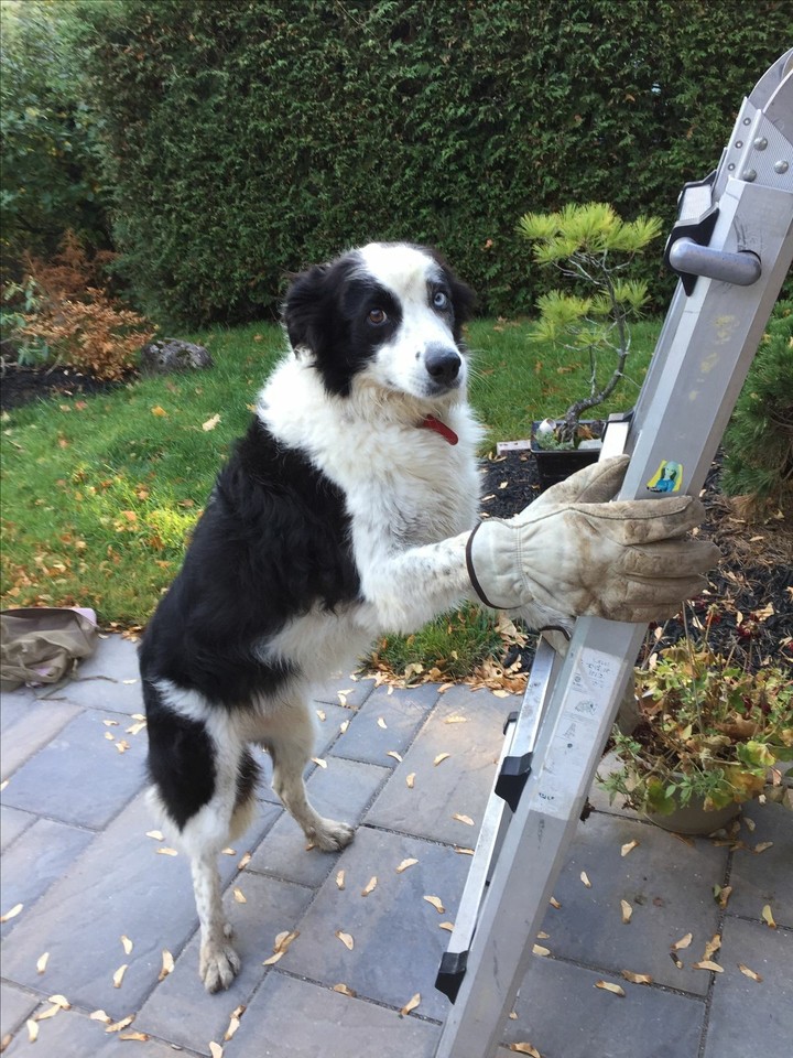 The Border Collie Because There Is No Better Dog