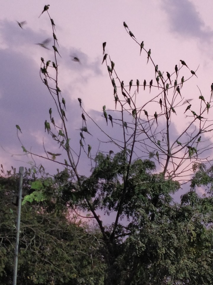 Flock of Parrots
