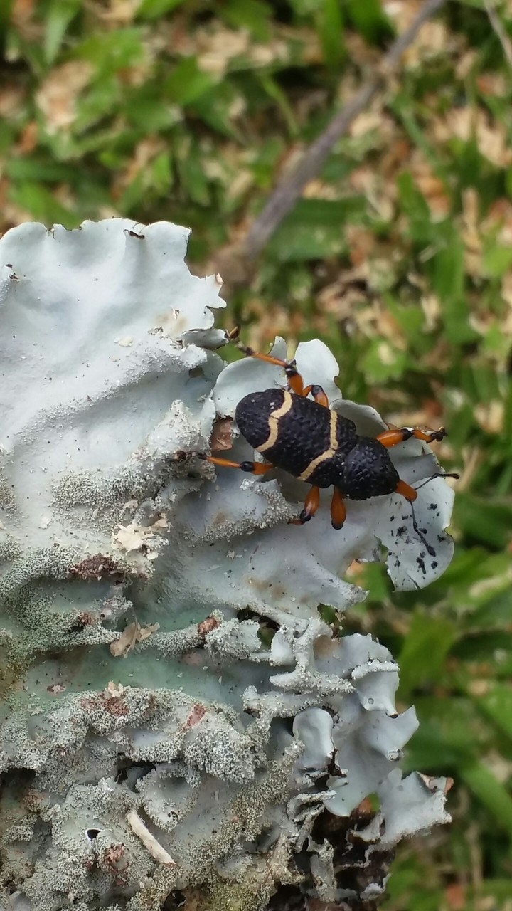 #nature #insect