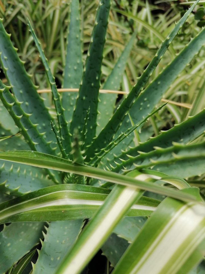 ALOE