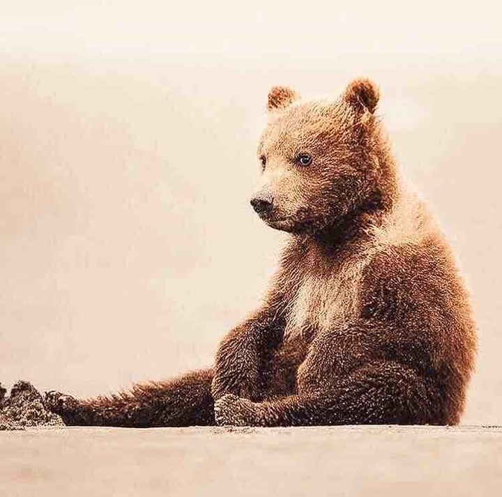 Orso Bruno Abruzzo