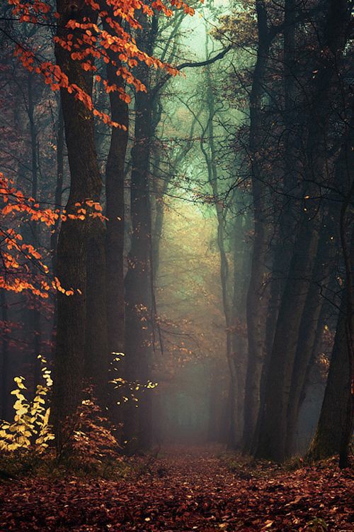 magic forest