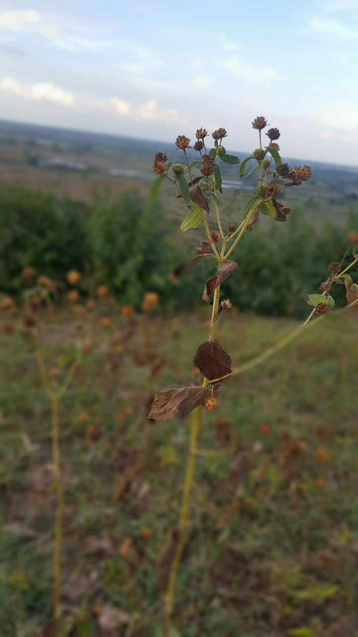 nature