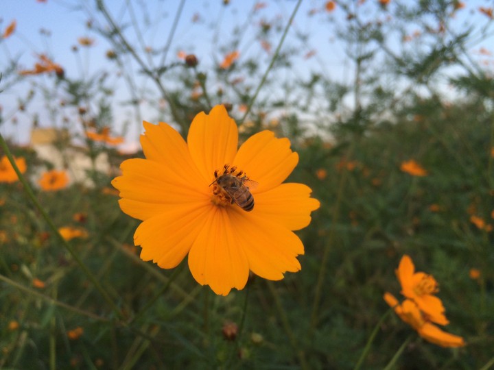 abeja