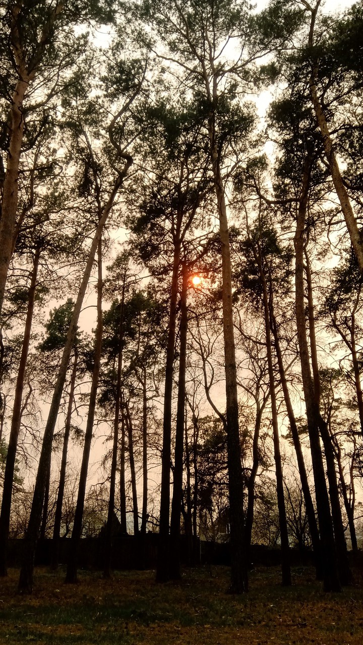 Sunrise forest