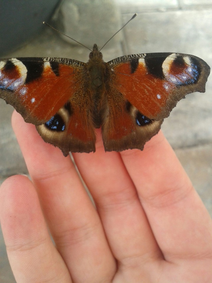 Butterfly