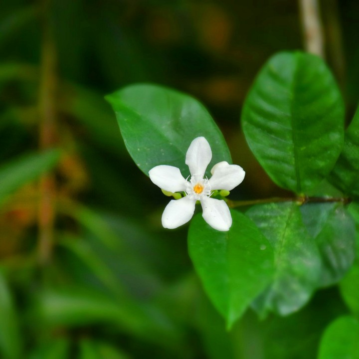 Little flower